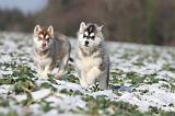 SIBERIAN HUSKY 254